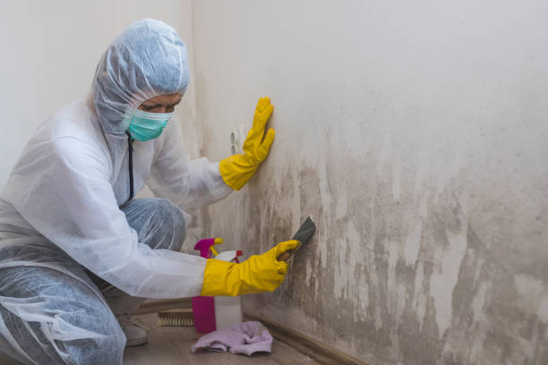 Best Bathroom Mold Remediation in Bardonia, NY