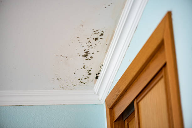 Best Commercial Mold Remediation in Bardonia, NY