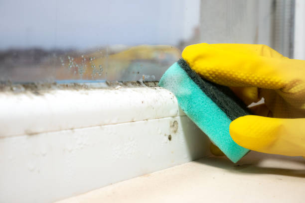 Best Residential Mold Remediation in Bardonia, NY