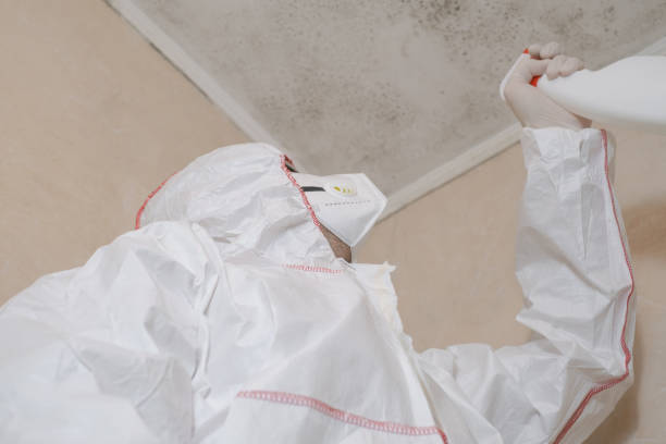 Best White Mold Remediation in Bardonia, NY