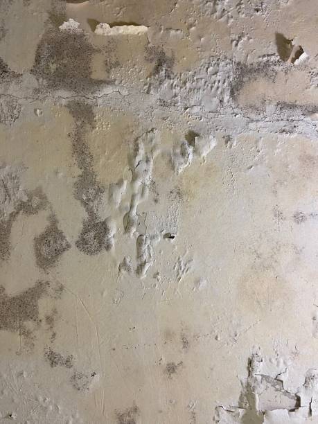 Best DIY Mold Remediation Support Services in Bardonia, NY